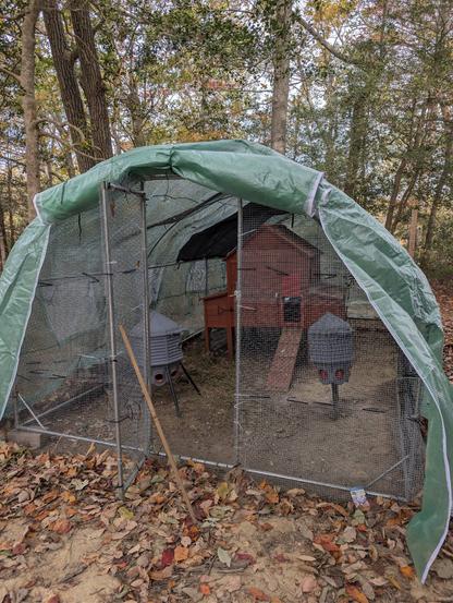 Chicken run with greenhouse cover.