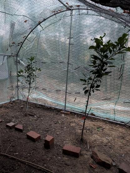 Valencia orange trees planted in the dirt behind and protected with a chicken wire fence