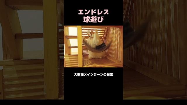 早送りじゃないよ #メインクーン #猫 #猫のいる暮らし #shorts #cat #mainecoon #catlover​  #catshorts​ #cute​ #cutecat​ #fyp​