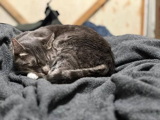 grey tabby Kitten curled at the foot of the bed on a grey wool blanket