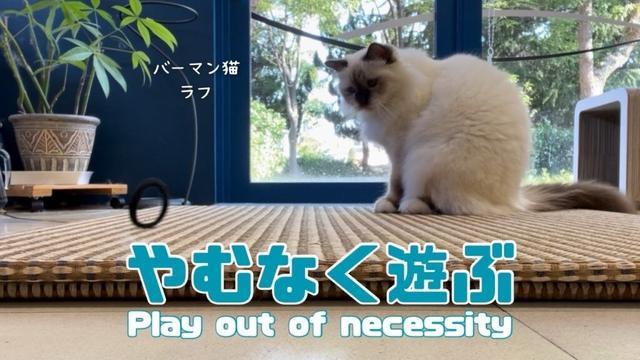 バーマン猫ラフ【やむなく遊ぶ】Play out of necessity（バーマン猫）Birman/Cat