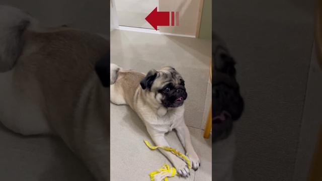 【悪戯パグ】引越し2日目で悲劇が #パグ #pug #犬のいたずら　#引越し