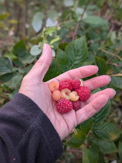 Eine Hand hält Herbsthimbeeren in verschiedenen Farben – von Gelb bis Dunkelrot. Foto by Johann Seidl, Gartenpoet.