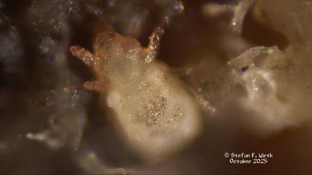 Phoretic mite Histiostoma sp. develops as fungivorous micro fauna element in dinosaur dung, original microscopic photo (of a recent species as model for my hypothesis about prehistoric contexts), © Stefan F. Wirth Berlin, October 2025