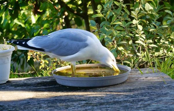 Un goéland leucophée les deux pieds posés dans une grande coupelle grise remplie d’eau, il est penché et en train de boire. La coupelle est posée sur des planches de bois gris. Derrière l’oiseau, des buissons aux feuilles d’un vert soutenu et lumineux. La tête du goéland est éclairée par un rayon de soleil.