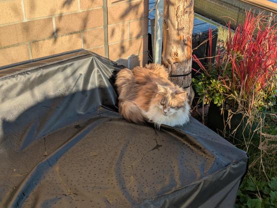 A black silver torbie with white Maine Coon loafing on an outdoor lounger covered with a black tarp, with the morning sun starting to warm her back