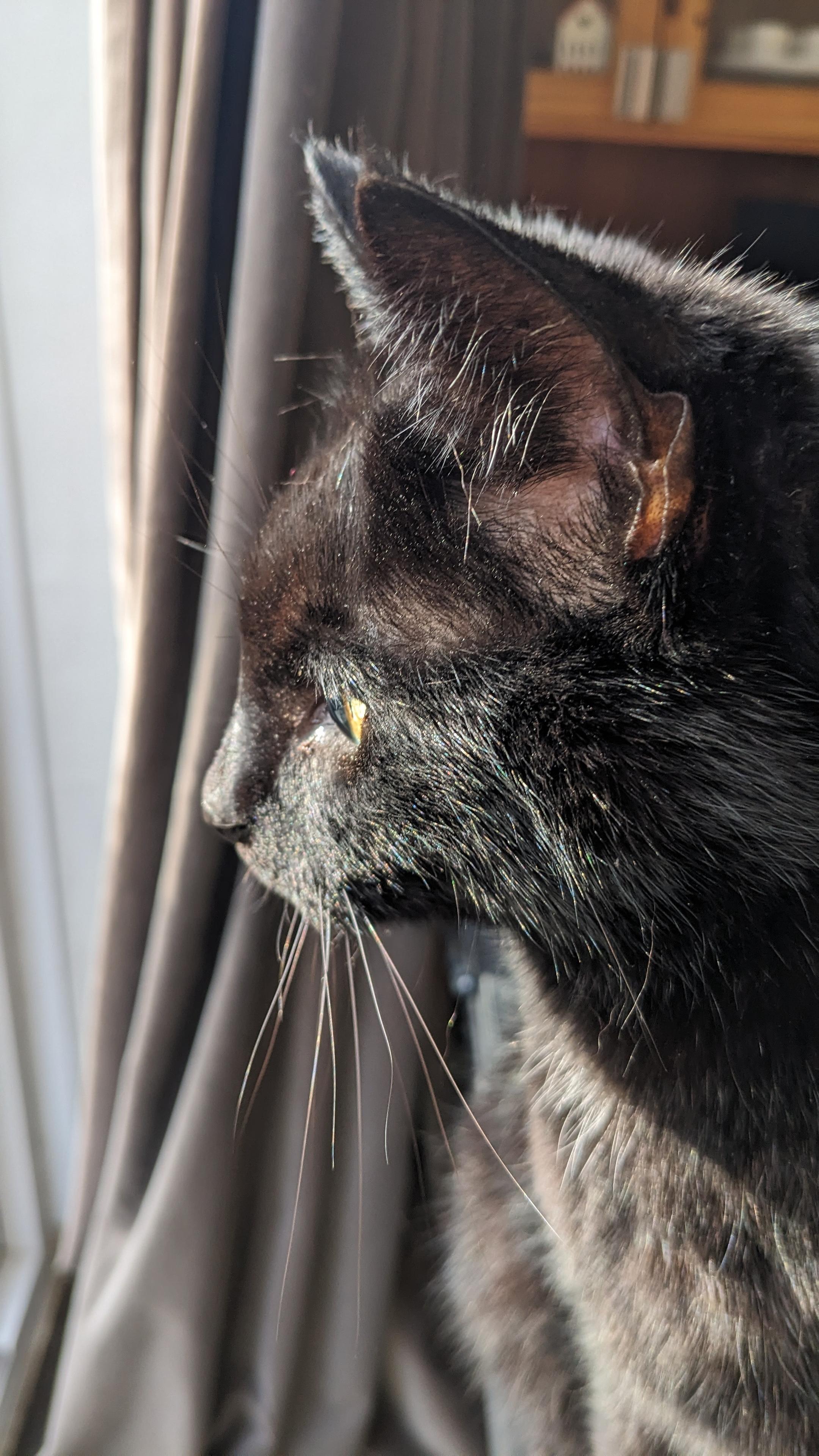 Close up of a cat in the sun. The cat is looking out of the window so it's a side view of their head and ears