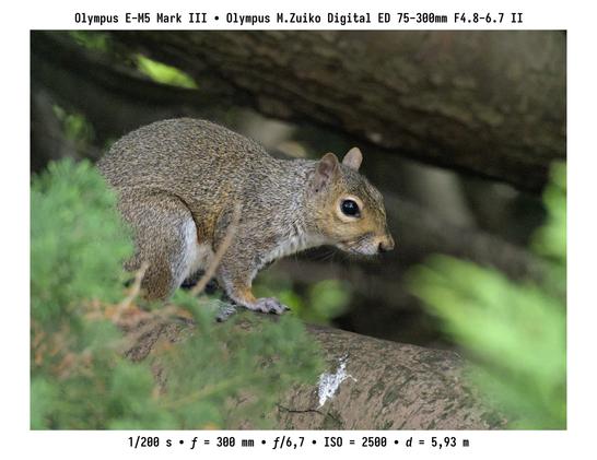 Grianghraf d’iora glas (Meiriceánach) ’na shuí ar chraoibh chroinn. Déanta le hOlympus E-M5 mk. III agus lionsa M.Zuiko ED 75–300 mm f/4.8–6.7 mk. II.