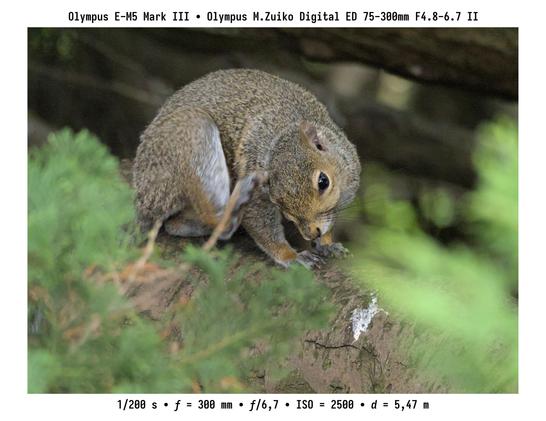 Grianghraf eile ina bhfuil an t-iora céanna. Tá sé ag tochas na cluaise lena chois anois. Déanta le hOlympus E-M5 mk. III agus lionsa M.Zuiko ED 75–300 mm f/4.8–6.7 mk. II.