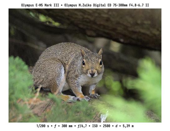 Agus grianghraf amháin eile. Tá an t-iora ag féachaint díreach i dtreo an cheamara lena dhá shúil ón gcraoibh.

Olympus E-M5 mk. III ⁊ M.Zuiko 75–300 mm f/4.8–6.7 mk. II.