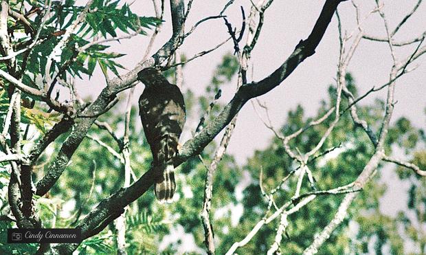 Oiseau de proie dans un arbre. Photographie par Cindy Cinnamon