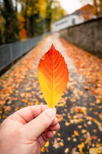 Eine Hand hält ein einzelnes Herbstblatt, das durch seine Farbverläufe sofort ins Auge fällt. Das Blatt zeigt eine leuchtende Farbpalette: unten ein strahlendes Gelb, das sich nach oben hin in ein intensives Rot verwandelt. Im Hintergrund is zu erkennen, dass der Boden ist mit gefallenen Blättern bedeckt. Links verläuft ein Zaun, rechts eine Steinmauer, die dem Bild Struktur und Tiefe verleihen. In der Ferne sieht man Bäume mit bunter Herbstfärbung, die das Bild harmonisch abrunden. Die Szene spielt sich auf einem Weg in einem Park ab und strahlt Ruhe und Naturverbundenheit aus. Die warmen Farben des Blattes und die herbstliche Kulisse erzeugen ein Gefühl von Vergänglichkeit, Wandel und Besinnlichkeit.