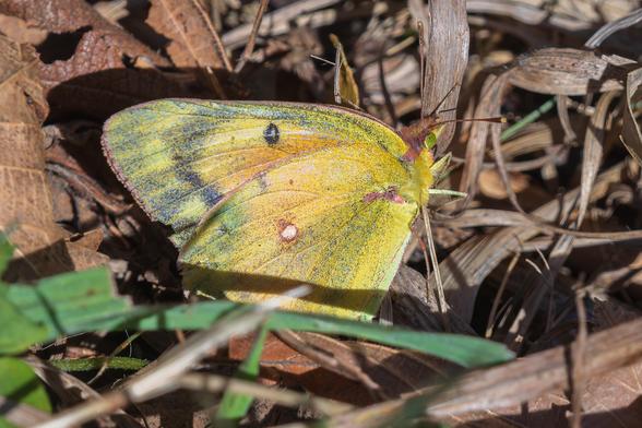 Closeup photograph of an orange sulphur butterfly (Colias eurytheme seems likely) on the ground on a sunny day amid brown leaves and grasses with a blade of green grass extending along the bottom of the frame. The butterfly has its wings closed and is facing right in profile. Orange sulphur butterflies have yellow-orange wing backs with a thick black edge with orange-yellow markings. The upper back wing has a black spot in the upper middle portion of the wing and an orange spot in the center of the lower back wing. The wing fronts are plainer with black spots opposite the black edge of the back wing and white spots with a black outline opposite each black and orange spot on the black wing. The butterfly's abdomen and lower thorax are covered in fine yellow-green hairs that transition to fine burnt orange hairs on the upper thorax and head. They have two lime green compound eyes with dark spots, six orange segmented legs, and two long burnt orange antennae that end in brown tips.