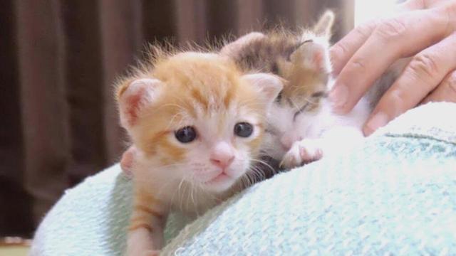 困り顔の子猫がずっと何かを訴えています【赤ちゃん猫　保護猫】