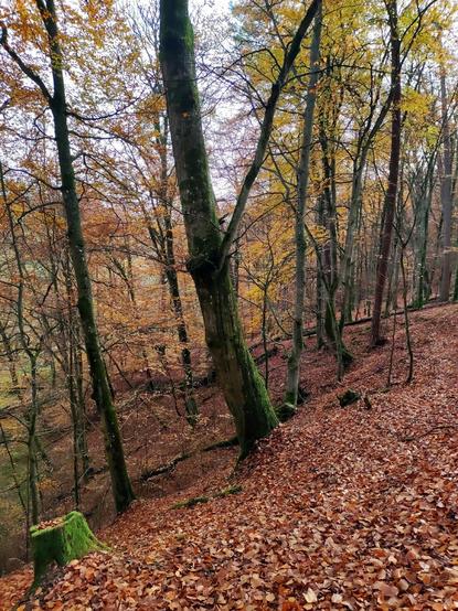 Widok z pagórka w lesie liściastym, pełnym pomarańczowych liści.