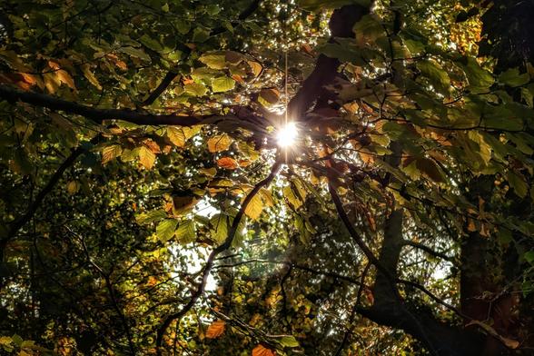 A low-angle close-up shot of tree branches and a dense canopy of leaves, predominantly green and golden brown. Bright sunlight bursts through a gap between the branches and leaves, creating a dramatic starburst effect and strong sun rays, highlighting the warm autumn colours.