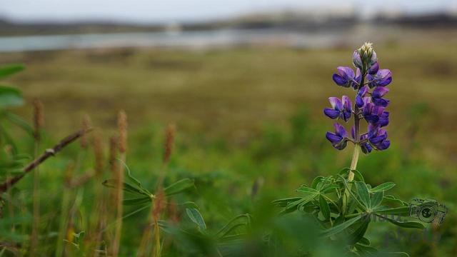 Purple lupine flower with green leaves in the foreground, set against a blurred, grassy landscape and a cloudy sky.