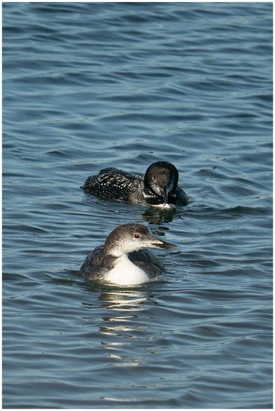 A portrait of two common loons floating on the surface of the water, one behind the other. The one in front is directly facing the camera with its head turned to the side, it is fully in its gray and white winter plumage. Its eye is a dark reddish color. The one in back is side-on with its head turned straight-on to the camera. It is still in its black and white spotted breeding plumage. The water’s surface is a rippled blue.