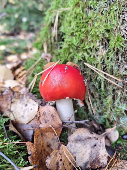 Im Focus steht ein Fliegenpilz, gestochen scharf, dunkelrot leuchtend. 
Unscharf und leicht verschwommen Moose, Laub in verschiedenen Brauntönen, dünne Zweige und Kiefernadeln, die ihn umgeben.
Dem Pilz fehlen die typischen weißen Flöckchen. Sie sind wahrscheinlich vom Regen abgewaschen.
Die Unschärfe der Umgebung erhöht die Aufmerksamkeit für den Hauptdarsteller des Bildes.