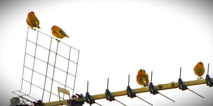 Four goldfinches perched on an aerial. The birds are very small, with gold bodies (hence the name) which also feature bits of black, bright yellow and on the head deep red.