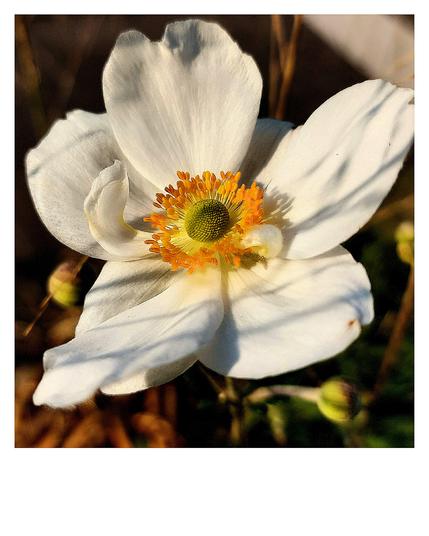 Close-up of a Japanese autumn anemone. Five creamy white petals surround the bright orange stamens with their long filaments. In the centre are the yellow carpels. Flat, soft autumn light falls on the anemone, casting shadows from the surrounding plants onto the flower. Two anemone buds and dark foliage are blurred in the background.