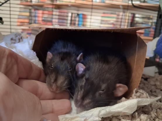 two cute pet rats creeping out of their box to examine my outstretched fingers