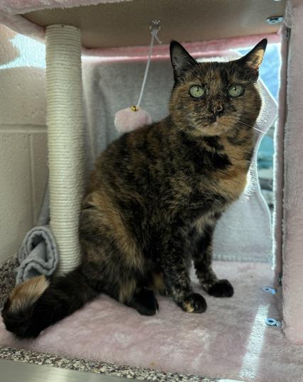 Minoes, an 11 year old cat at the MSPCA cape cod shelter, sits on the lowest level of a cat tower and looks at the camera. her coat is a mix of black and light brown fur. she has bright green eyes.