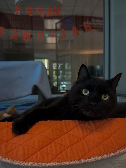 Boo is a black cat at the mspca cape cod shelter. he's laying on an orange blanket and looking at the camera with bright green eyes. he has diabetes.
