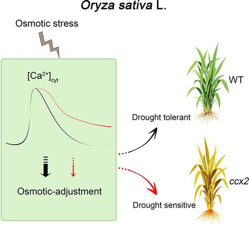 In rice, OsCCX2 functions as a Na+/Ca2+ exchanger involved in cellular calcium homeostasis. This diagram illustrates how it mediates hyperosmotic-induced calcium signal clearance, which regulates the expression of key osmotic-responsive genes and facilitates initial and long-term osmotic adjustment, ultimately enhancing rice drought tolerance.