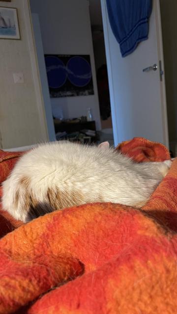 Vaalea kissa makaa maastoutuneena oranssin huovan päälle. Naamasta näkyy vain korvanpää.