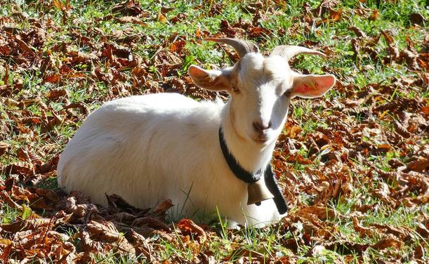 Eine weiße Ziege sitzt im laubbedeckten Gras und sieht mich an.