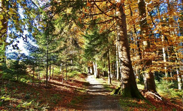 In der Mitte ein Weg,außenherum herbstfarbene Bäume.