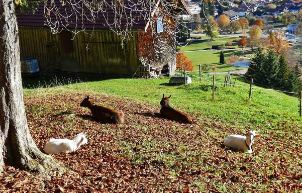 Blick auf eine laubbedeckte Wiese,darauf vier Ziegen.