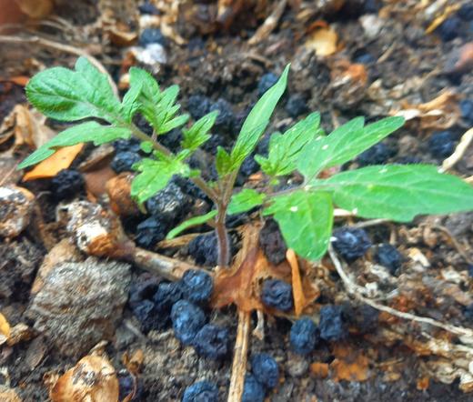 Toute jeune pousse avec des feuilles dans un pot.
Des myrtilles en train de péricliter au pied.