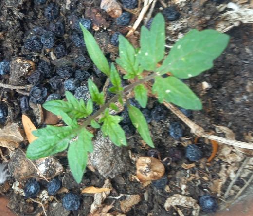 Vue plongeante de la toute jeune pousse avec des feuilles dans un pot.