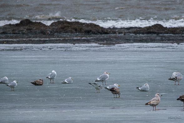 A tightly framed gathering of gulls resting on the ice, some standing, others tucked into their feathers. They appear huddled together against the cold. Snowflakes speckle the frame, and behind them, brown rocks and grey water suggest the edge of open lake beyond the ice.