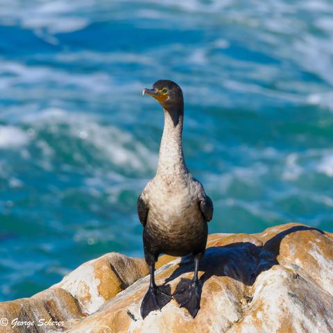 A double-crested cormorant is facing the camera, with a long white neck, and a brown belly and head. It is standing on tan colored rocks with streaks of white. The background is out of focus blue ocean.