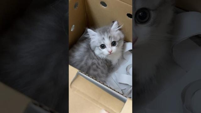 我が家に子猫がやってきた！#子ネコ ぽこ太郎 #うま次郎 #しろがね丸 #はじめまして #新しい家族 #子猫