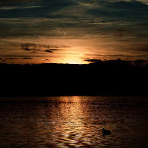 A coot watching a sunset on the lake