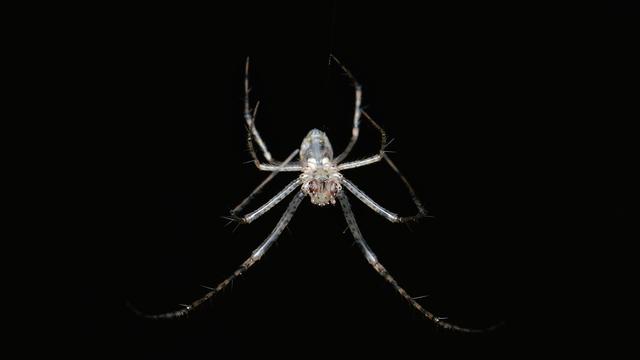 A photo of a white spider suspended upside down from a web in the dark.