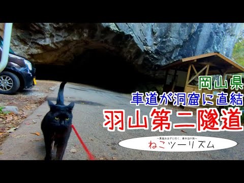 【猫と旅行】珍奇！『羽山第二隧道』【岡山県】