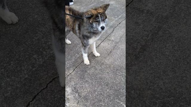 【秋田犬】黒犬#秋田犬#ハチ公#秋田犬展覧会#癒し#子犬#仔犬