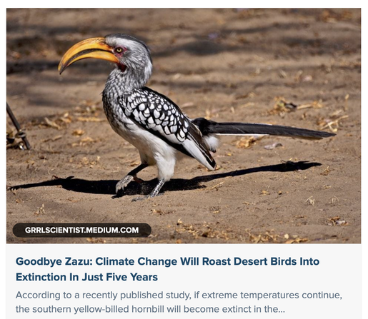 yellow-billed ground hornbill