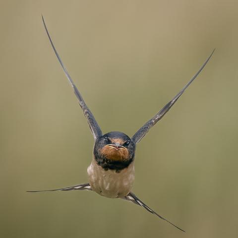 Barn swallow captured in flight -  front view.