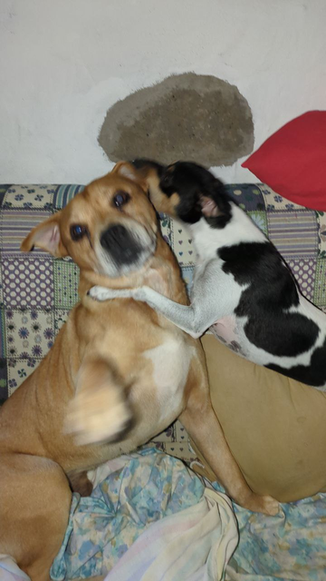 Dos perritos jugando en un sofá. El pequeño se le ha subido al cuello y mordisquea la oreja del grande.