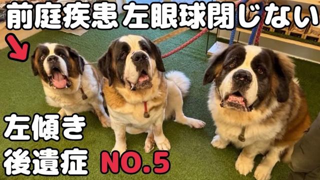 【セントバーナード】 前庭疾患ももちゃんは左眼球が閉じず、左傾きの後遺症はあるが、砂肝やわらか煮を駐車場で出来たてを食べさせたらいっぱい食べてくれました。やっと回復に向かいました。