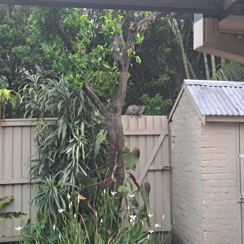 A possum looking at me while balancing on the back fence gate between a tree and shed.