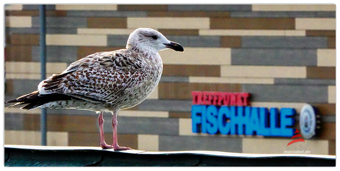 Möwe hat die Fischhalle als mögliche Futterspendenstation fest im Blick.