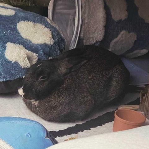 A dark brown rabbit with a white nose resting in a loaf position surrounded by blankets and toys