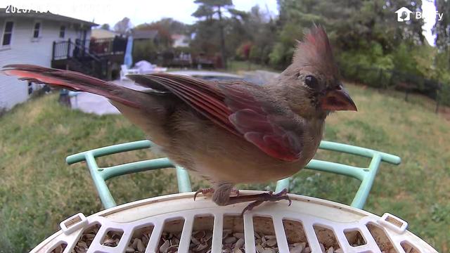 A brown orange and red cardinal perched in a bird feeder equipped with a camera.